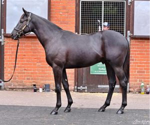 lot-731-twilight-son-ex-desert-liaison lot-731-twilight-son-ex-desert-liaison